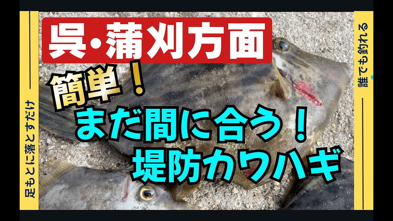 【急げ！】この引きが楽しめるのはあと少し！カワハギ終盤戦突入！
