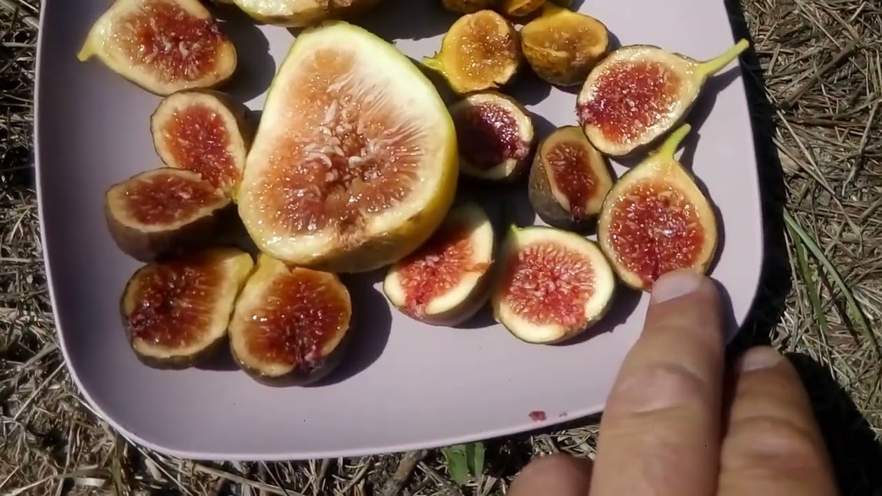Сравнение вкусов инжира. Сорта Hardy Chicago, Sal's, Ischia White, Dalmatia (?). Смотрите до конца