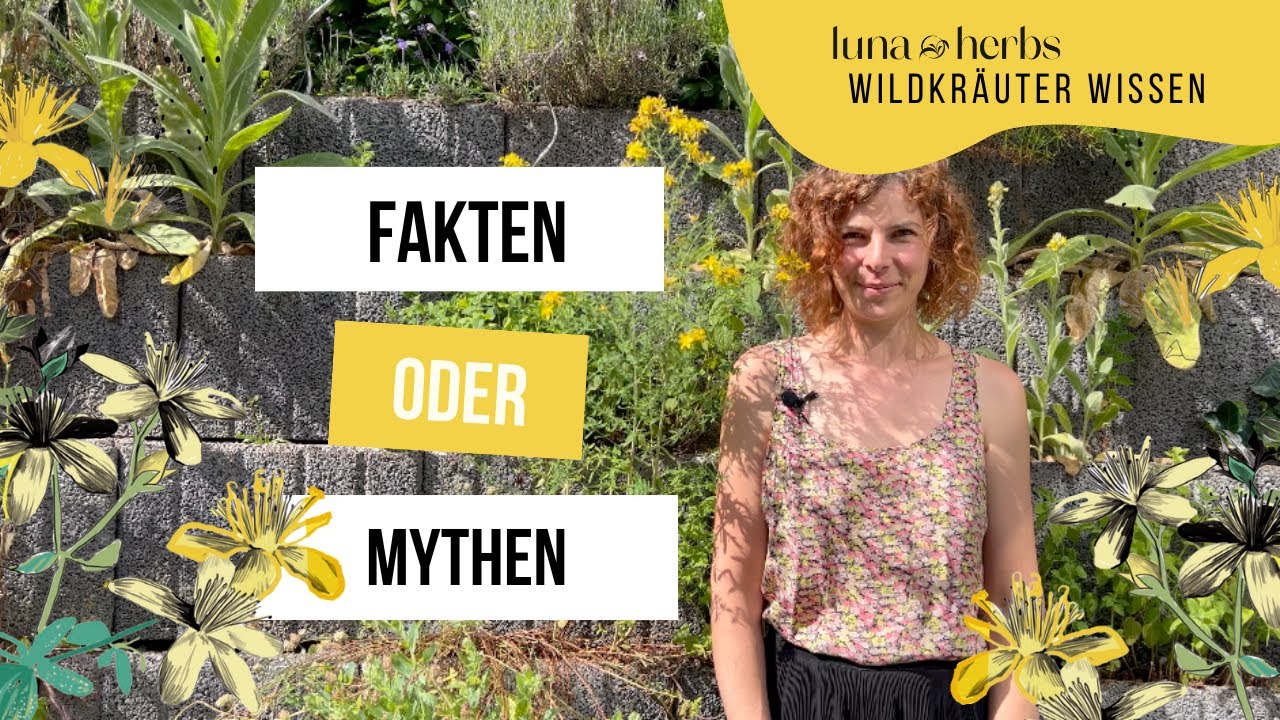 Das solltest du wirklich &uuml;ber das Echte Johanniskraut wissen