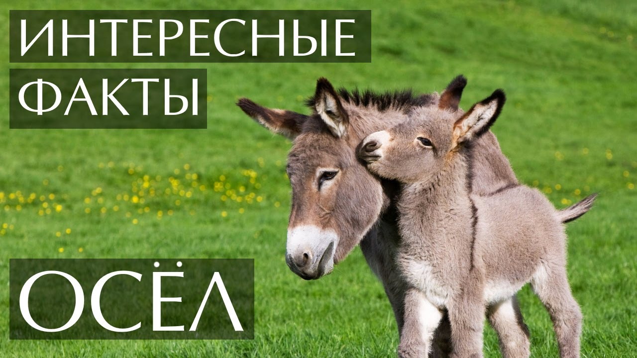 Осел - интересные факты