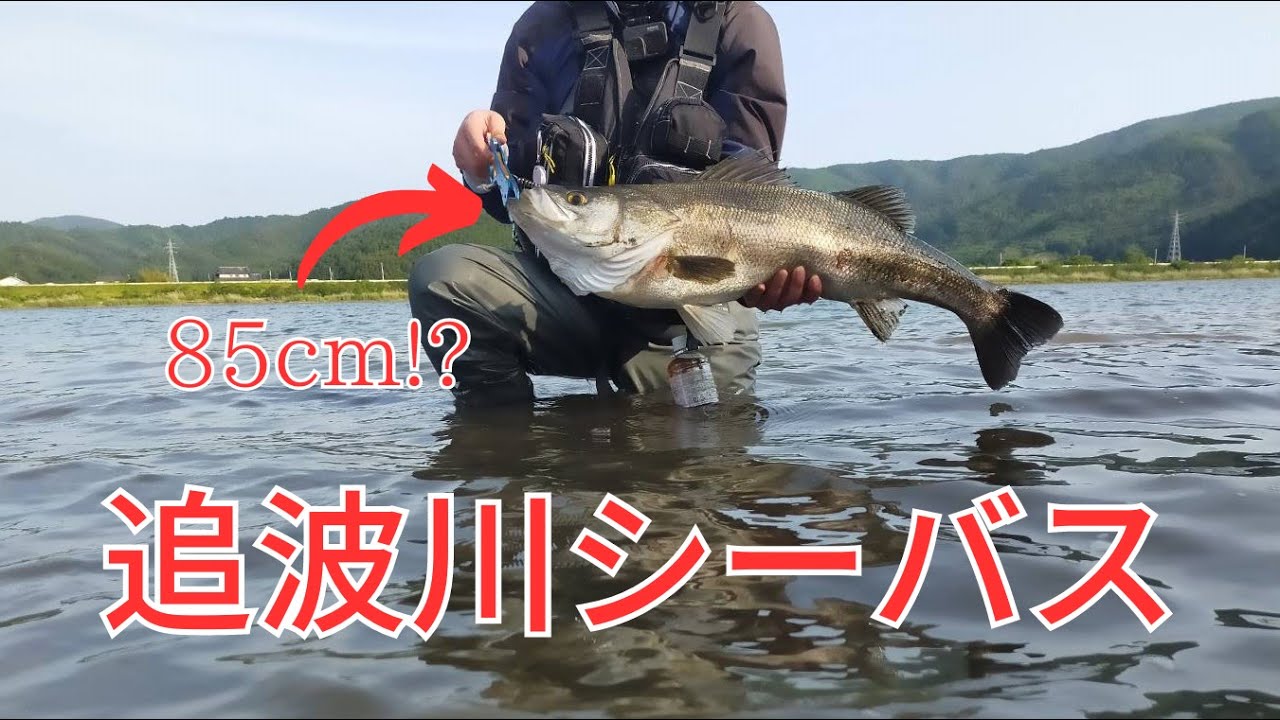 【宮城県シーバス】追波川でランカーシーバス!!!