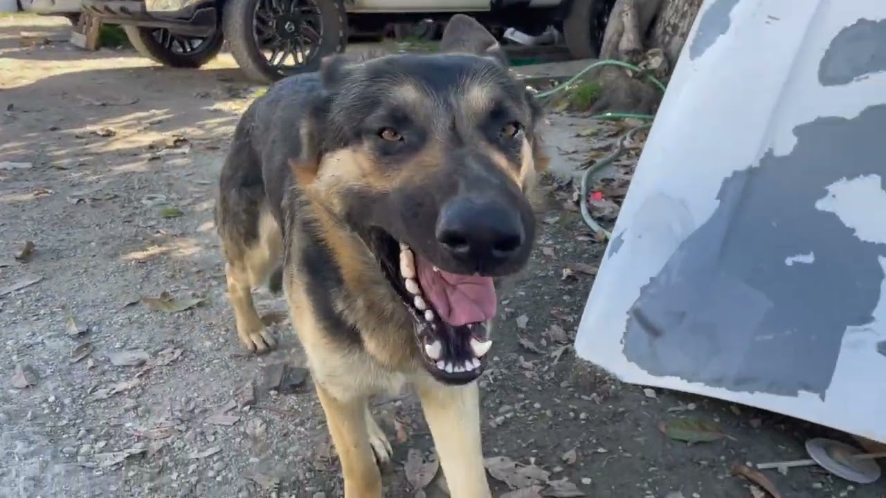 Silverado Getting SS Kit & Wing Installed!