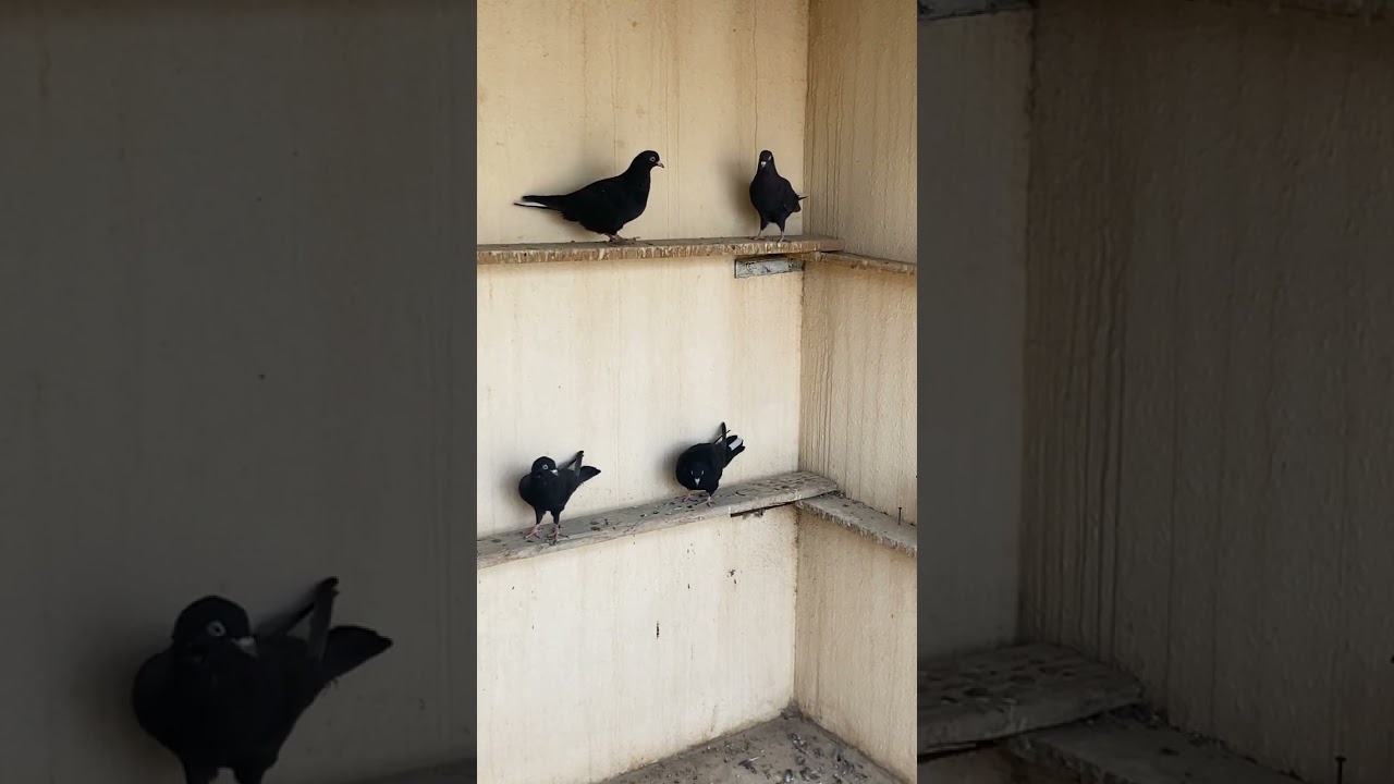 ١٣ مارس ٢٠٢٦