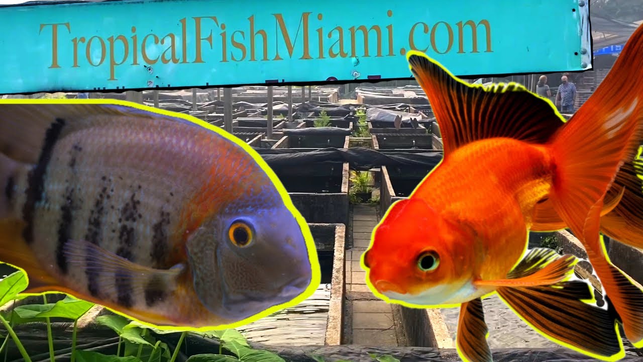 The Most Unique Fish Store that I Have Ever Seen!  Neighborhood Fish Farm Miami, FL