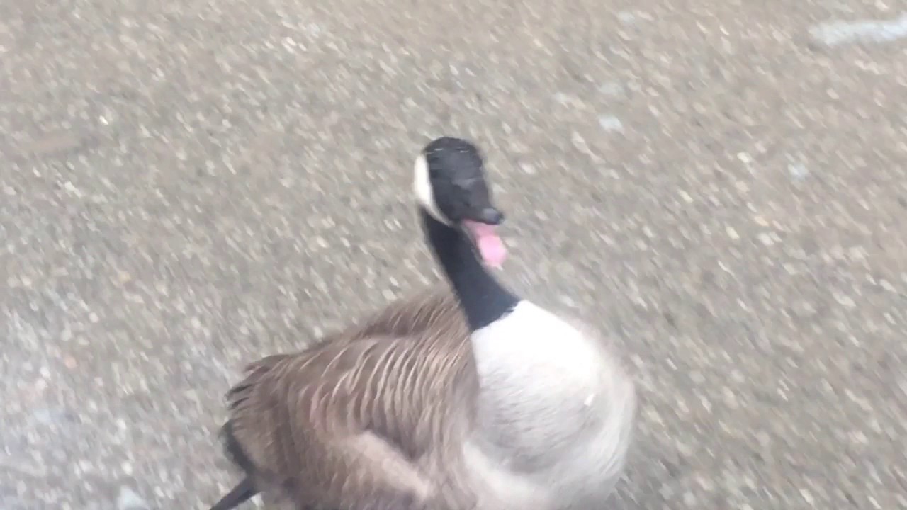 most unfriendly canadians ever , when geese attack Kobra Chicken Attack