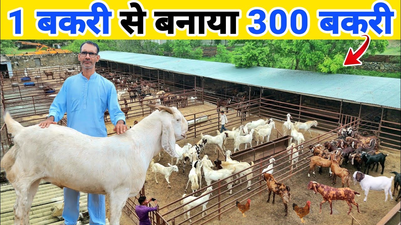 300 बकरी का शानदार फॉर्म 🔥 कमाई ? | Sukant chawla goat farm