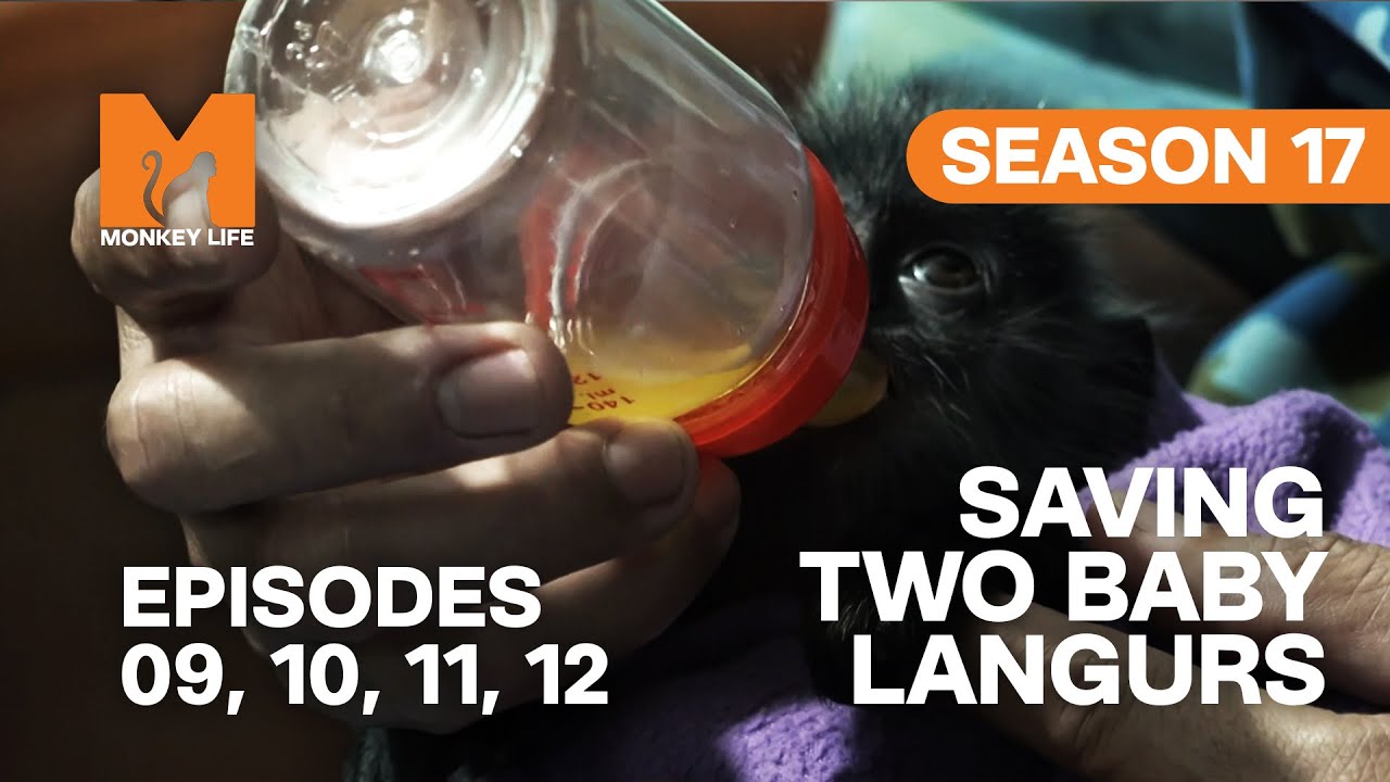 Saving Two Baby Langurs in Monkey Life | S17 E09, 10, 11 & 12 | Full Episodes