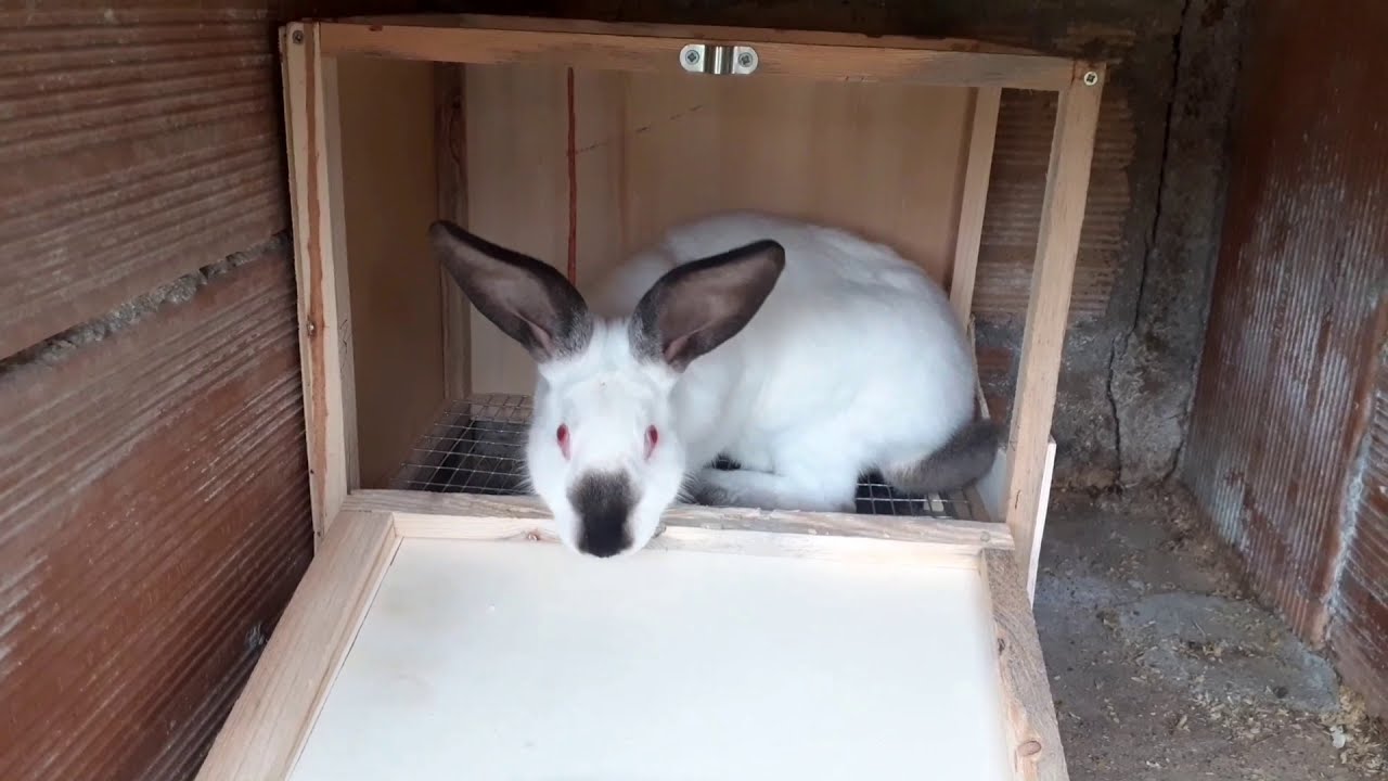 تجهيز بيت الولادة للأرانب في أقفاص من الإسمنت  Preparing the birthing house for rabbits...