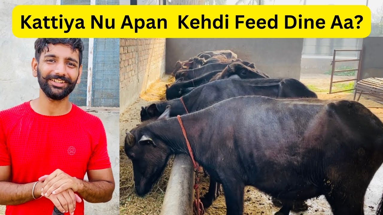 Which feed do we give to our buffalo heifers || Dairy Farm Vlog.