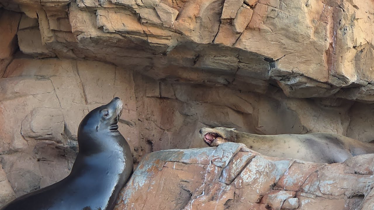 Sea world  orlando  2 days after my birthday 