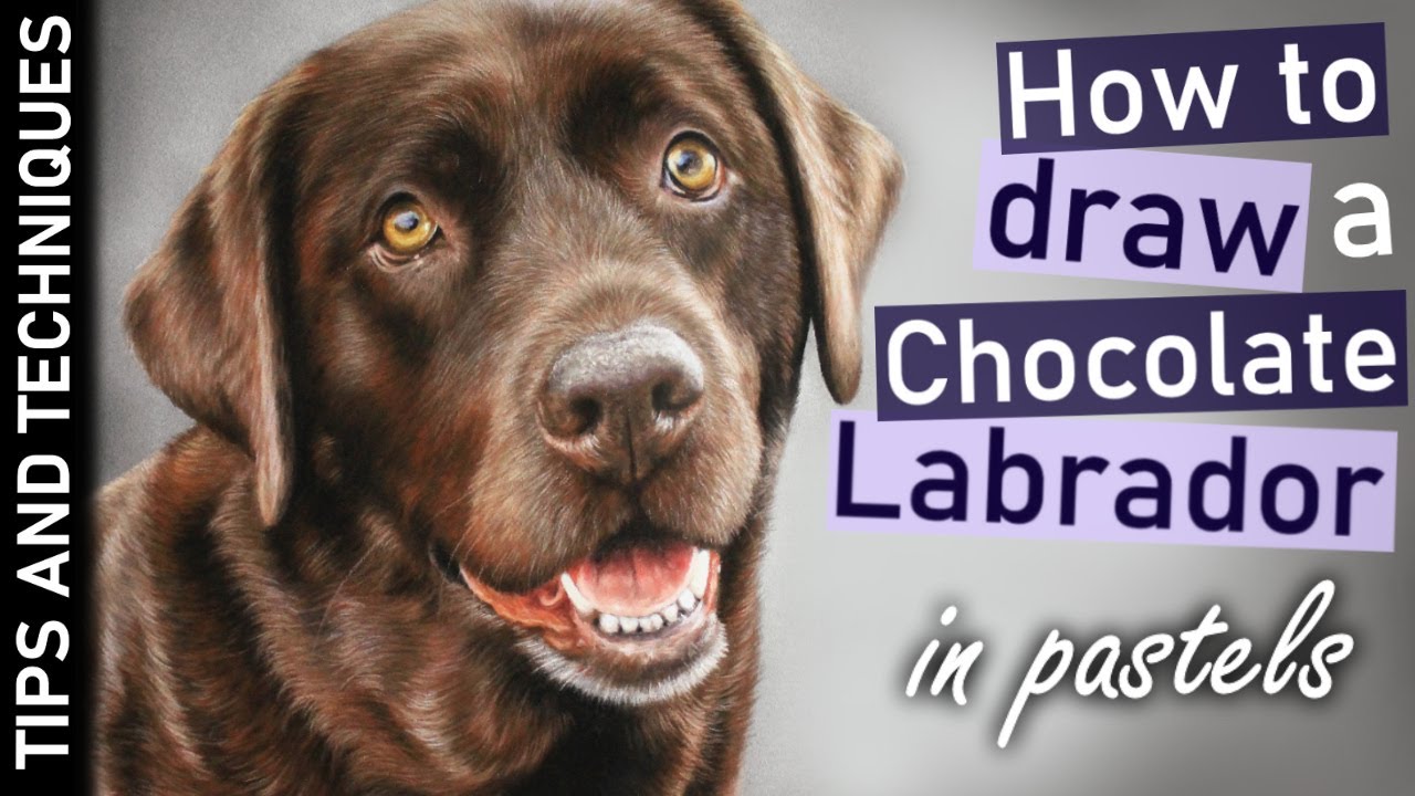 How to draw a Chocolate Labrador in pastels | Drawing realistic fur