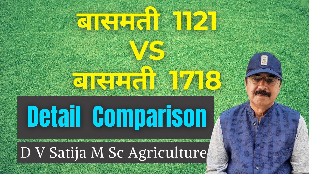 1121 basmati rice vs basmati 1718 | comparison of two basmati varieties | long grain basmati rice