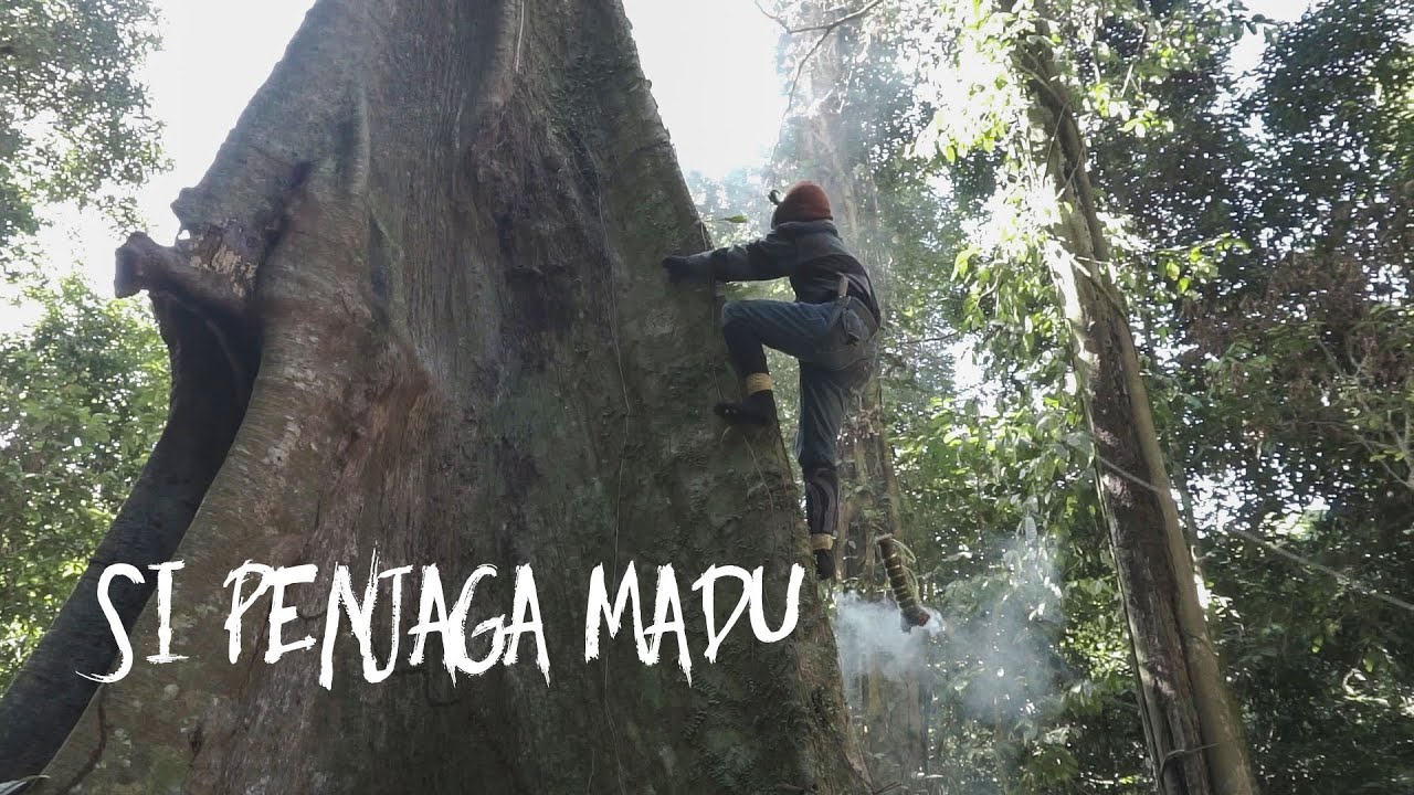 #2 SI PENJAGA MADU