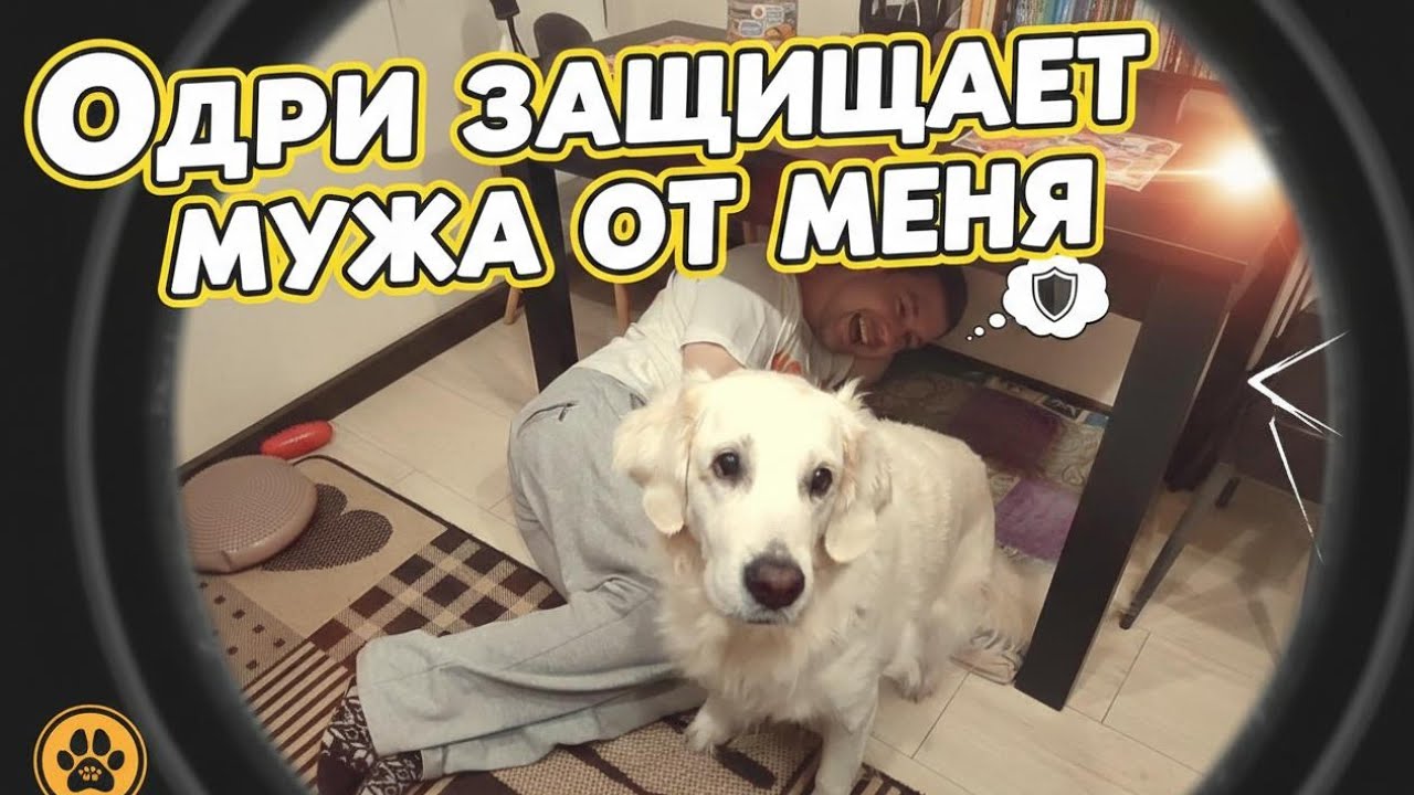 Я не могу подойти! Одри ВСТАЛА ГРУДЬЮ за мужа 😂 Реакция собаки БЕСЦЕННА!