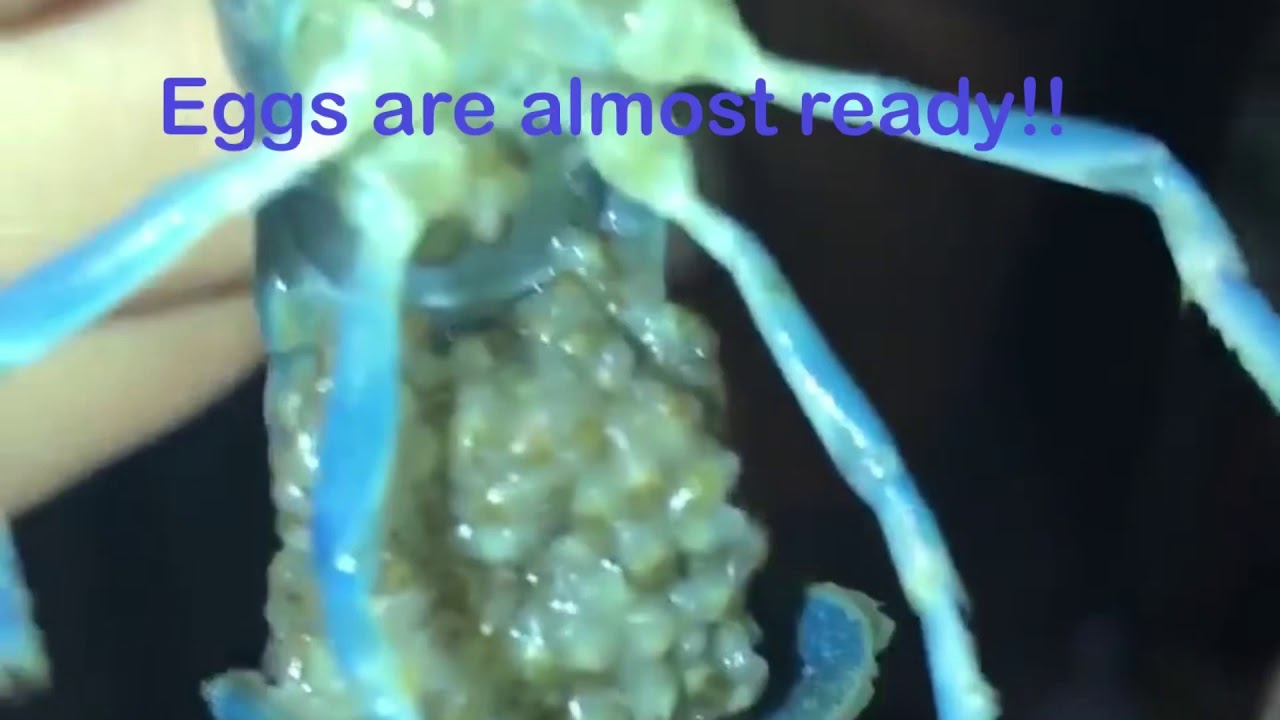 Electric blue crayfish eggs hatching