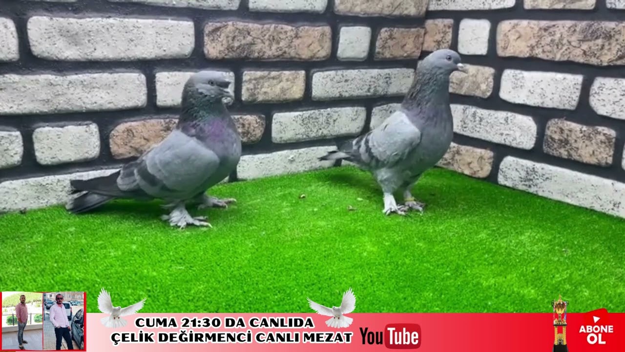 Birde Bizim Uçurduklarımızı Uçurun Arkadaşlar Bizim İçin Bu Kuşlar Çok Büyük Kuşlar