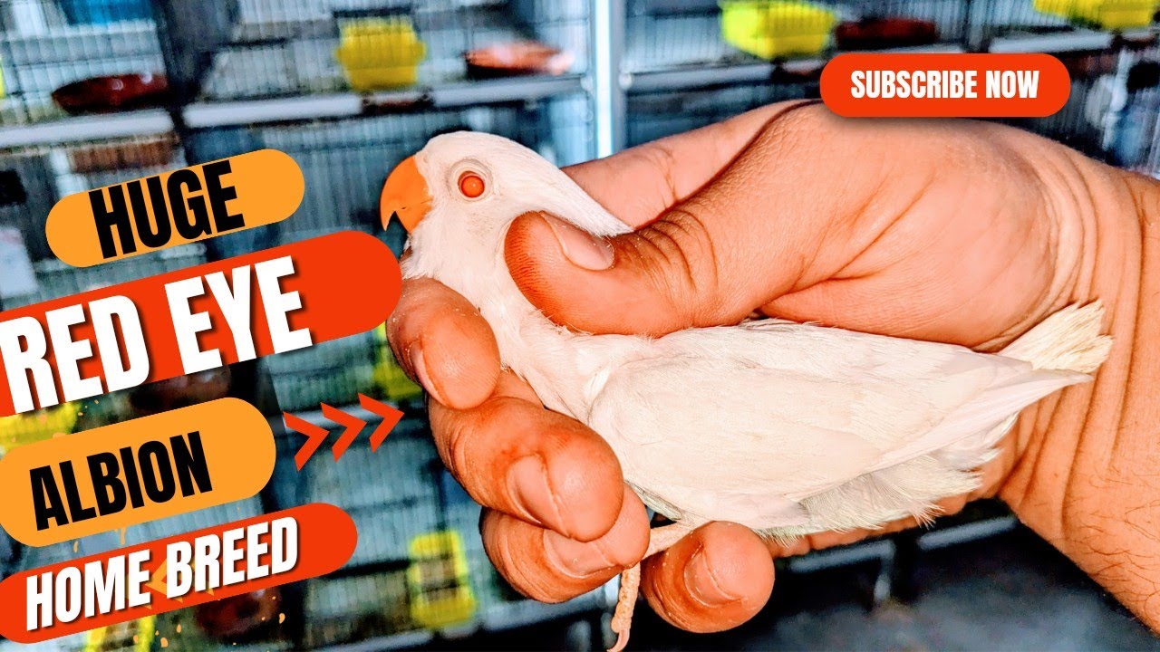 Huge Size Albino red eye chick 🐣 || Visit Albino red eye Breeding setup MashAllah 😍