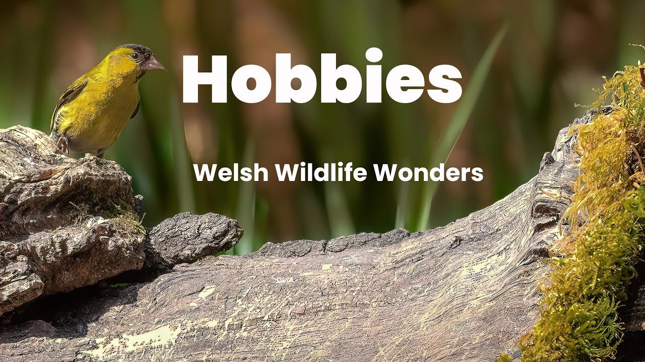 Welsh Wildlife Wonders