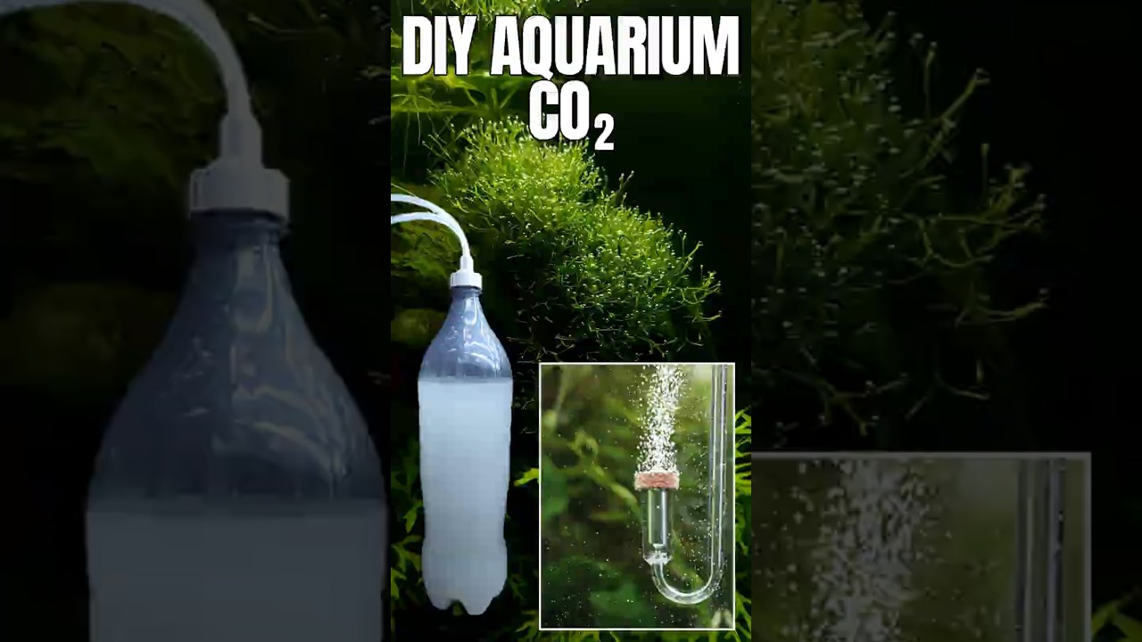 DIY CO2 For Planted Aquarium | Cheap & Easy #aquarium #diyco2  #aquascape