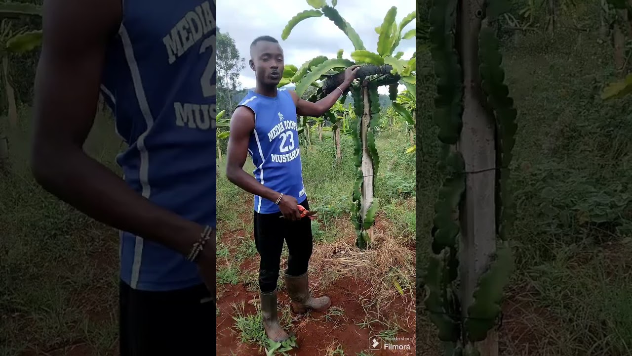 Dragon fruit pruning