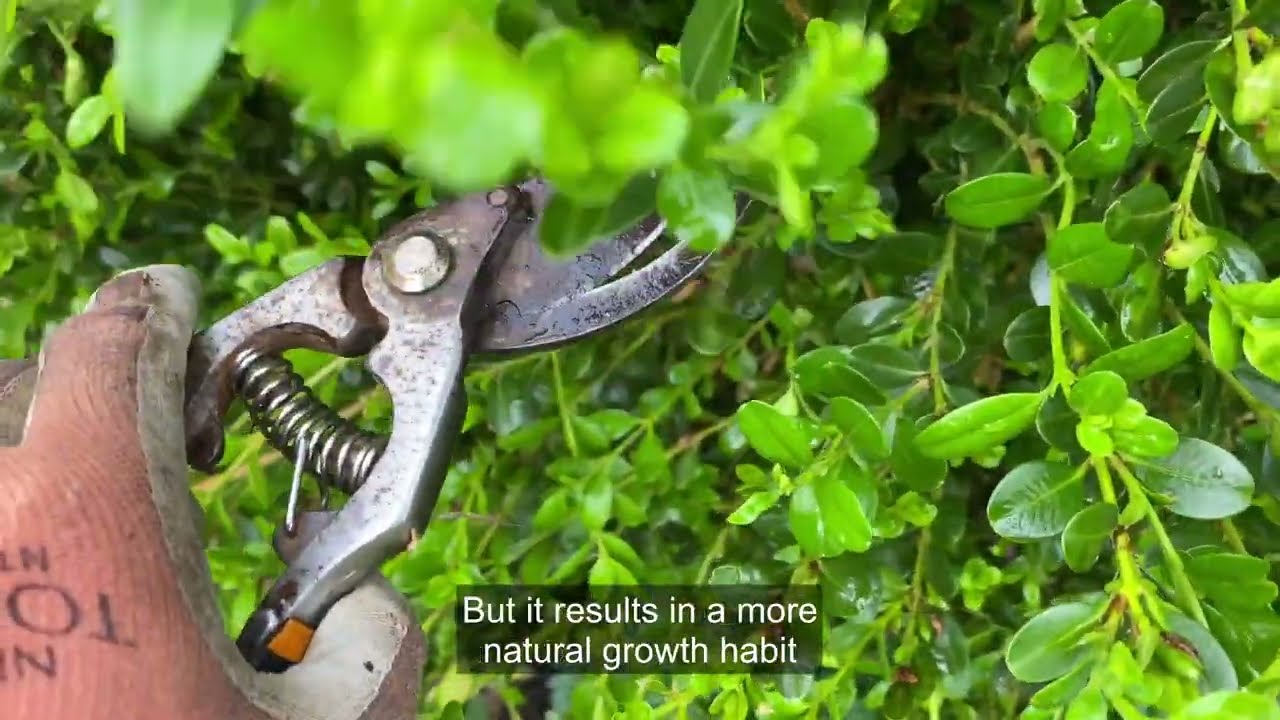 When to Trim Boxwoods and How to Do It Right