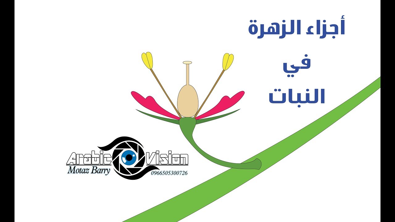 أجزاء الزهرة في النبات