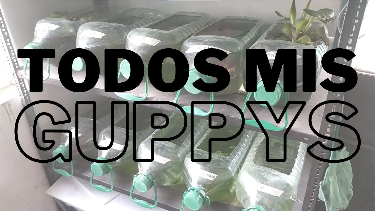Todas mis líneas de guppys a detalle #1