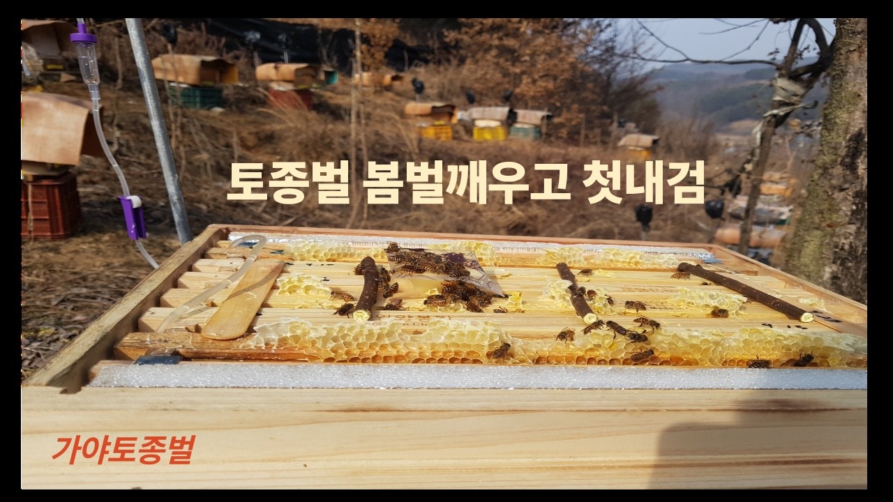 토종벌 봄벌 깨우고 첫내검