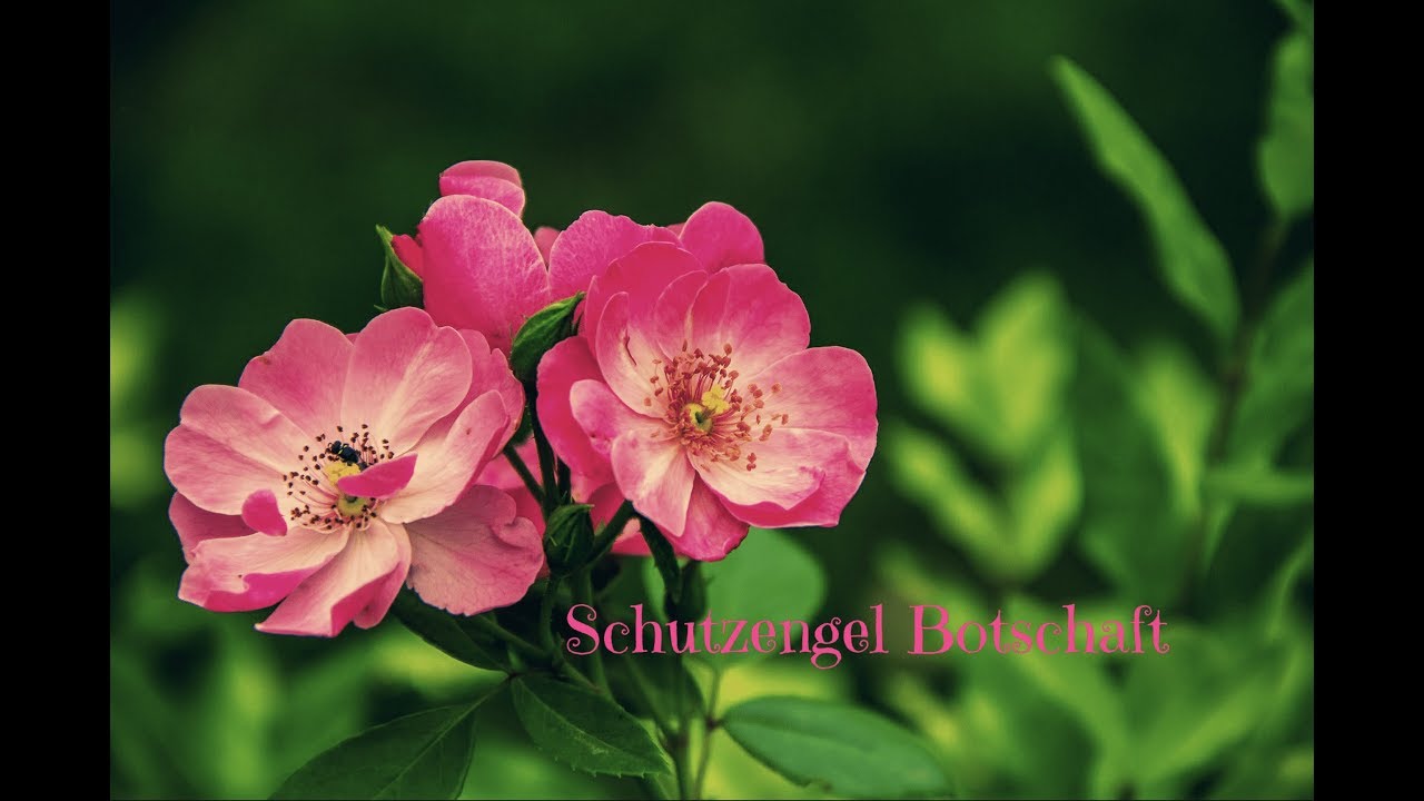 Schutzengel Botschaft f&uuml;r dich  ❤️