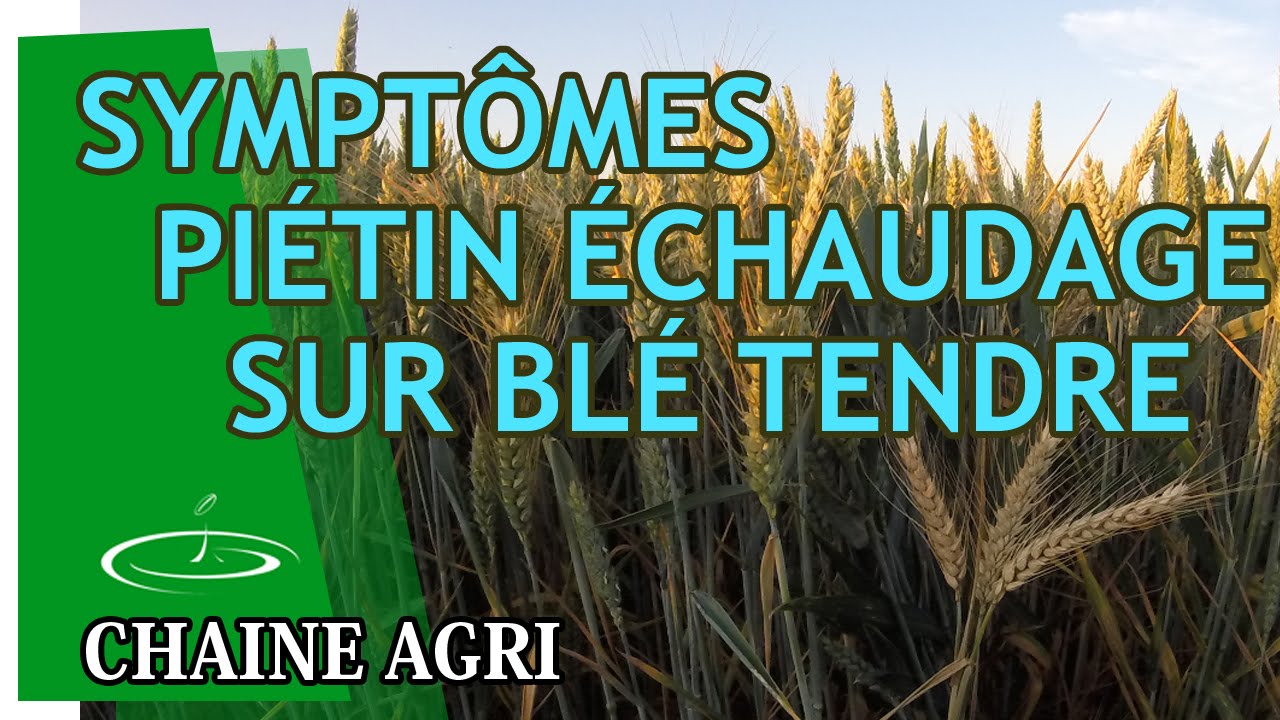 Symptômes du piétin échaudage sur blé tendre