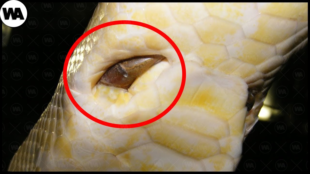 Le Serpent qui Veut se Faire Pousser des Jambes