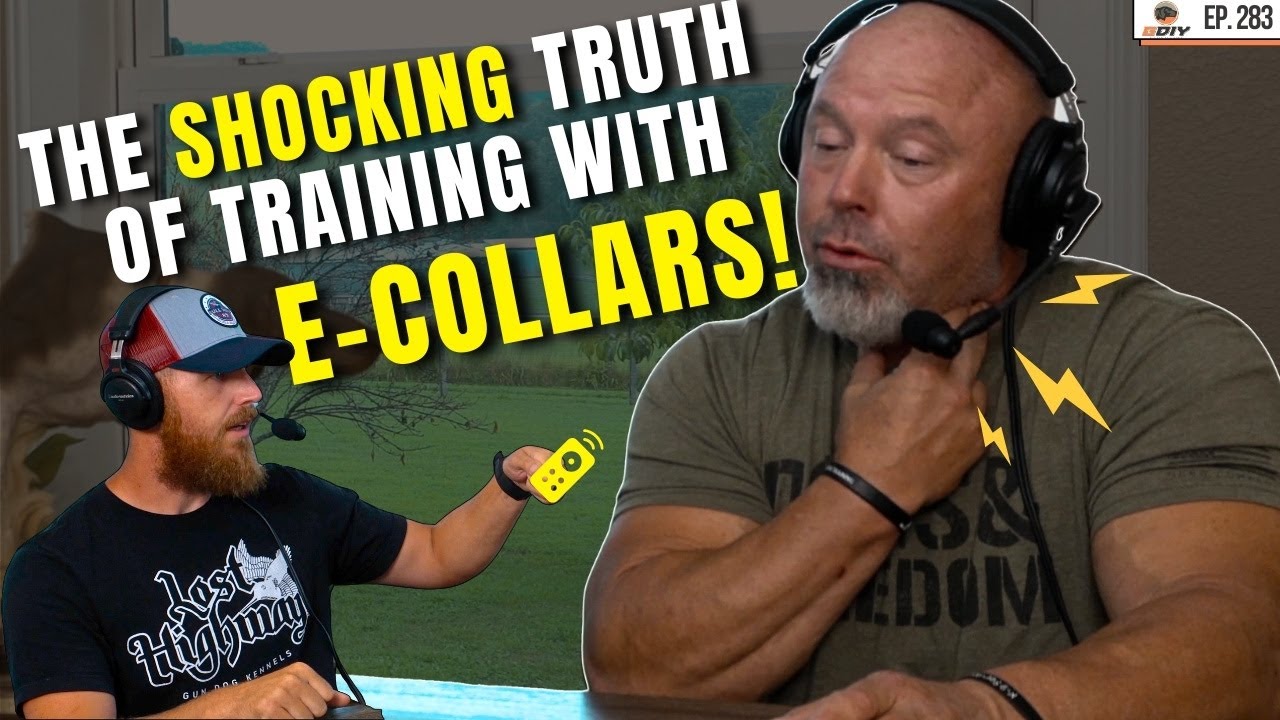 The Shocking Truth About E-Collar Training