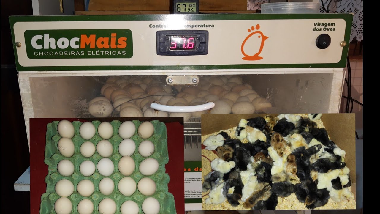 Chocadeira Chocmais..... 120 ovos....101 galados ...85 pintinhos nascidos 🐣🐣🐣🐣