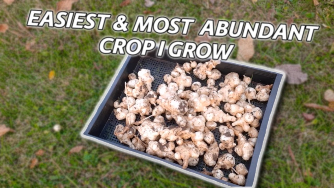 Jerusalem Artichoke Harvest, Planting, & How to Store Them in Winter