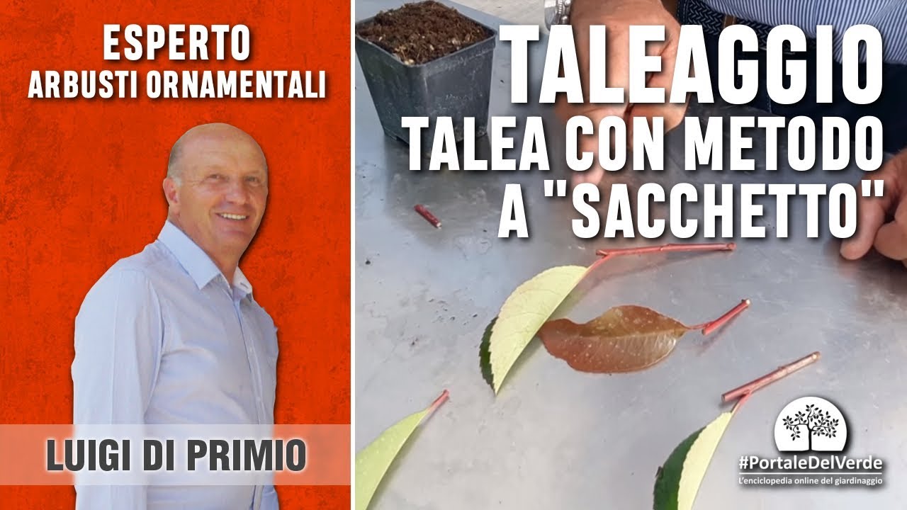 Come fare una talea con il sistema 