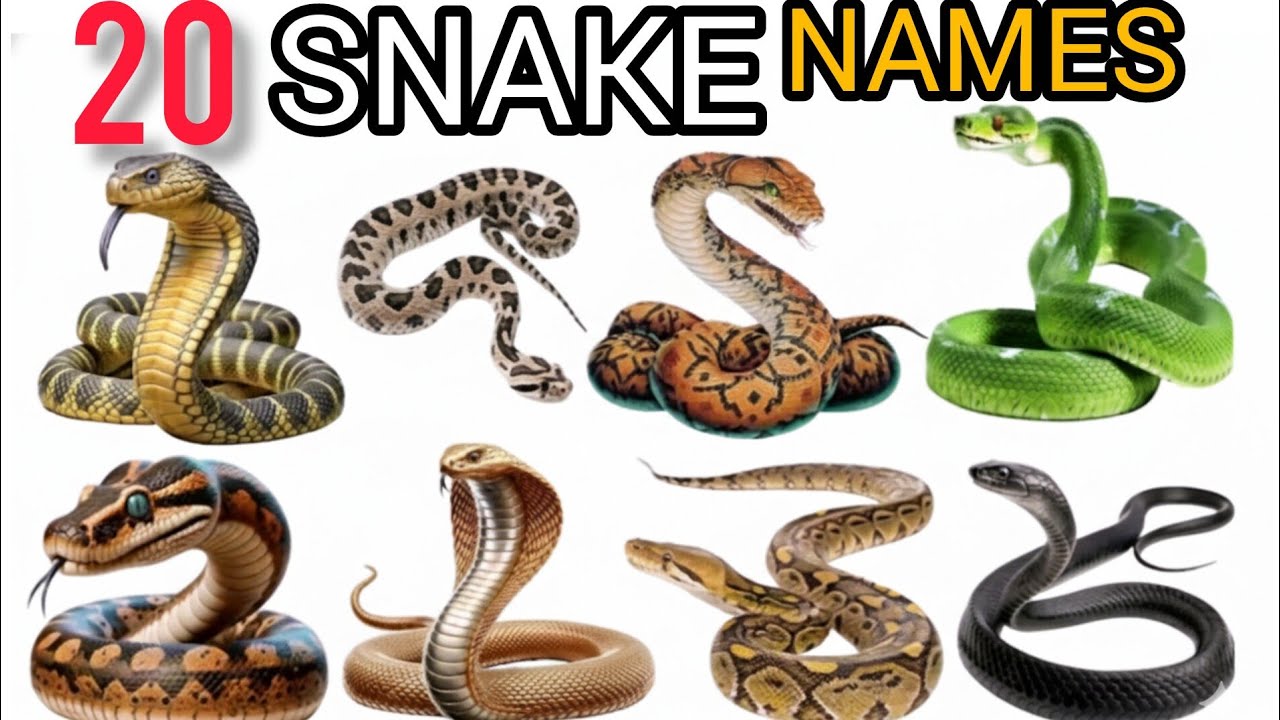 सांपो के नाम । Snake name Hindi English vocabulary Learning video | snake picture and sound for kids