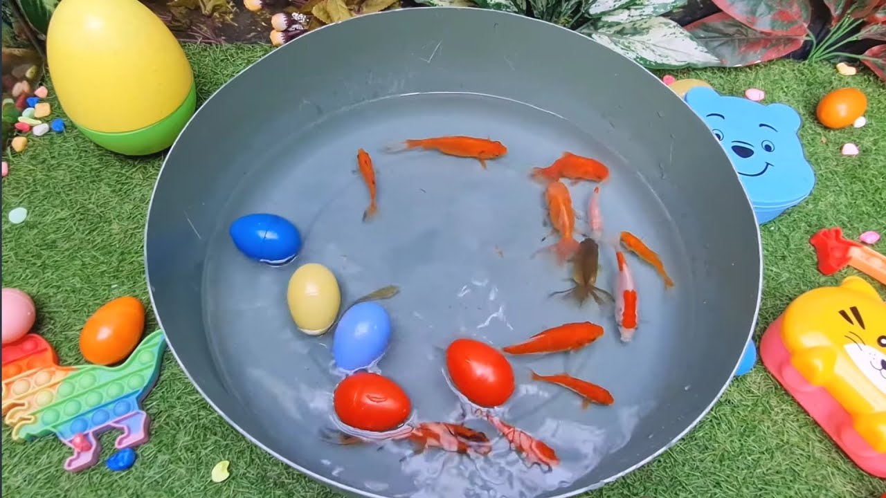 Unboxing Ikan Lele Dalam Kolam, Koi, Ikan Komet, Ikan Mas Koki, Kura-kura, Udang | Fish Show Ep 40