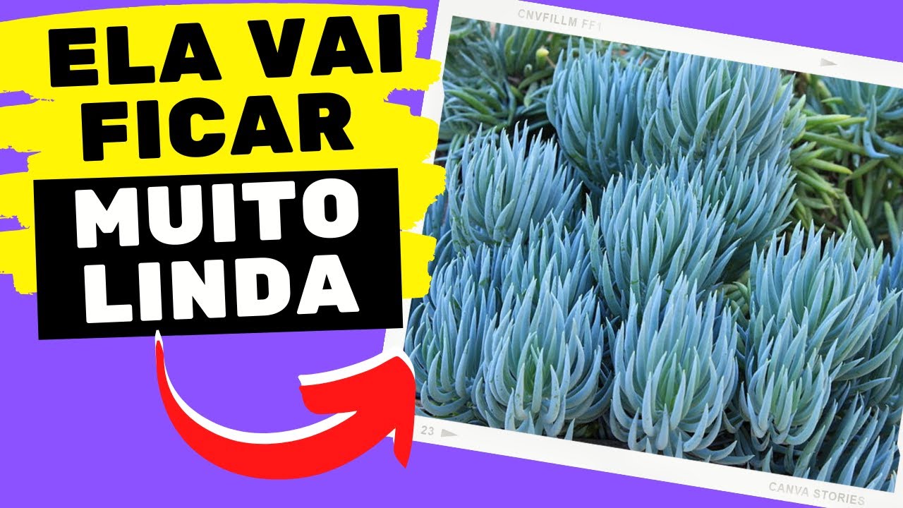 Senécio Azul como cuidar (você PRECISA VER essas DICAS)