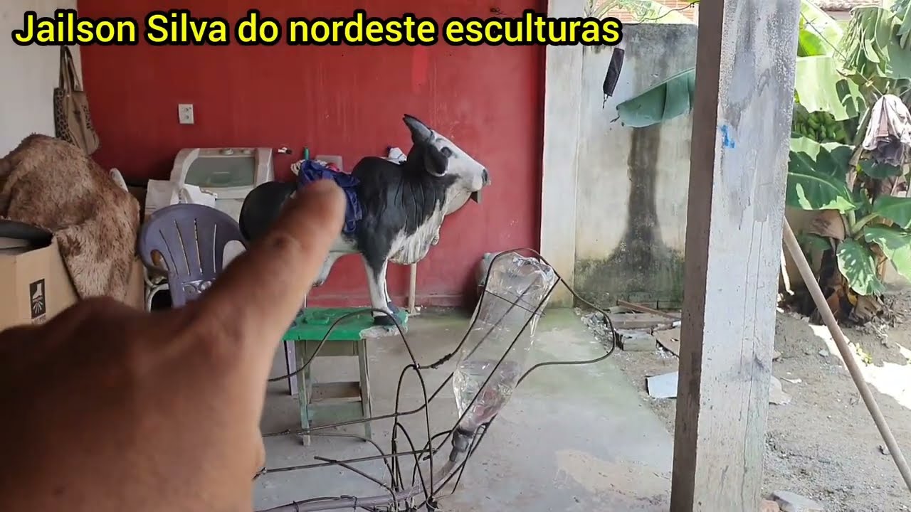 BOI QUE MIJA PINGA... MAIS UM PASSO A PASSO,  PARTE 1