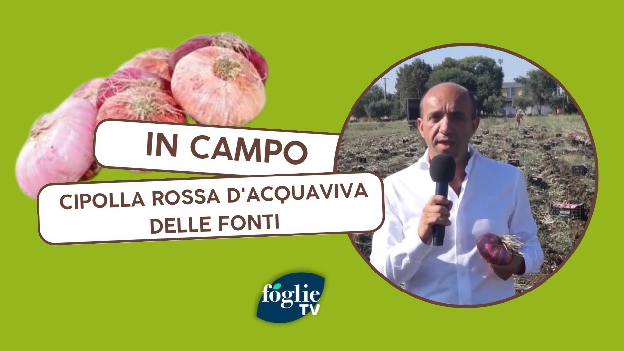FOGLIE TV - Puglia Verde 