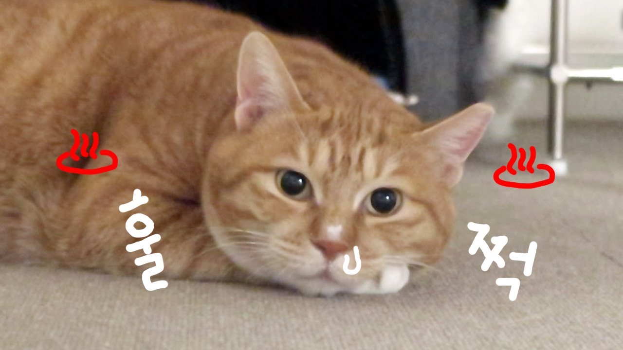 뜨끈한 바닥이 너무 좋았던 그녀는 결국...