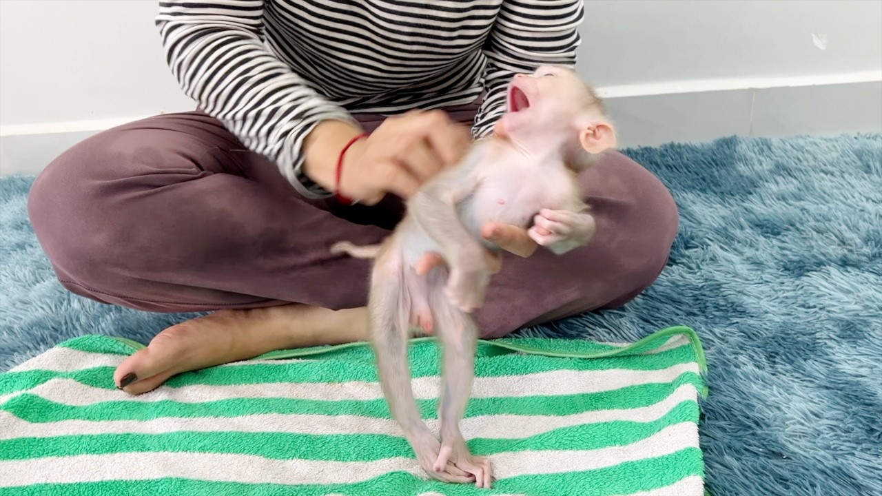 Baby Monkey Tauch Joyful Playing With Mommy While Wearing Diaper