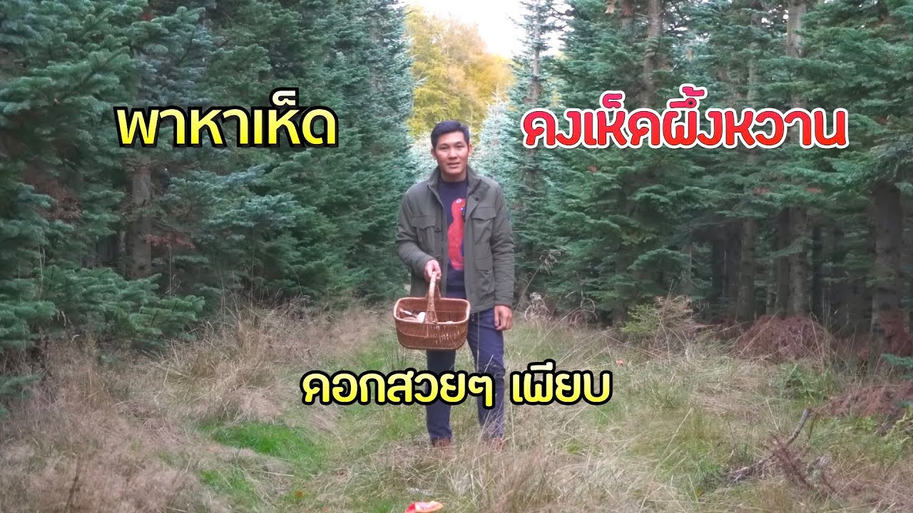 เลาะหาเห็ดเผิ่งหวานปลายฤดู ฝนตก ลมแรง ขนาดไหนก็ไม่กลัว