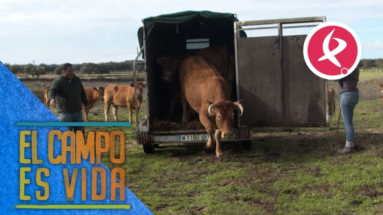 Pilar y Candi mudan a dos vacas de finca | El campo es vida