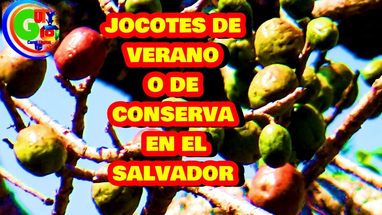 COSECHA DE JOCOTES  DE VERANO O DE CONSERVA EN EL SALVADOR #elenitalacumbiambera #turismo#frutas