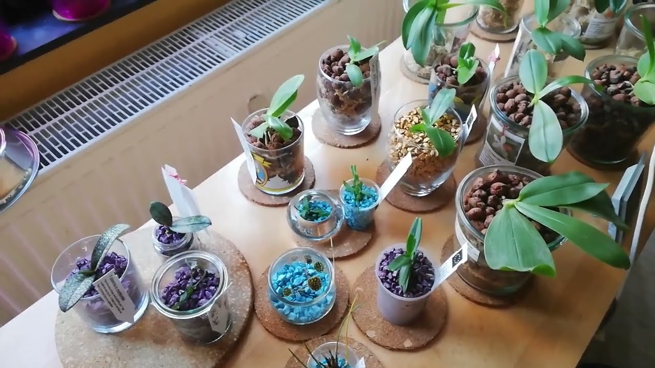 Orchideen - Andere Kulturformen - Blähton, Lechuza, Colomi, Wasserkultur, Sphagnummoos