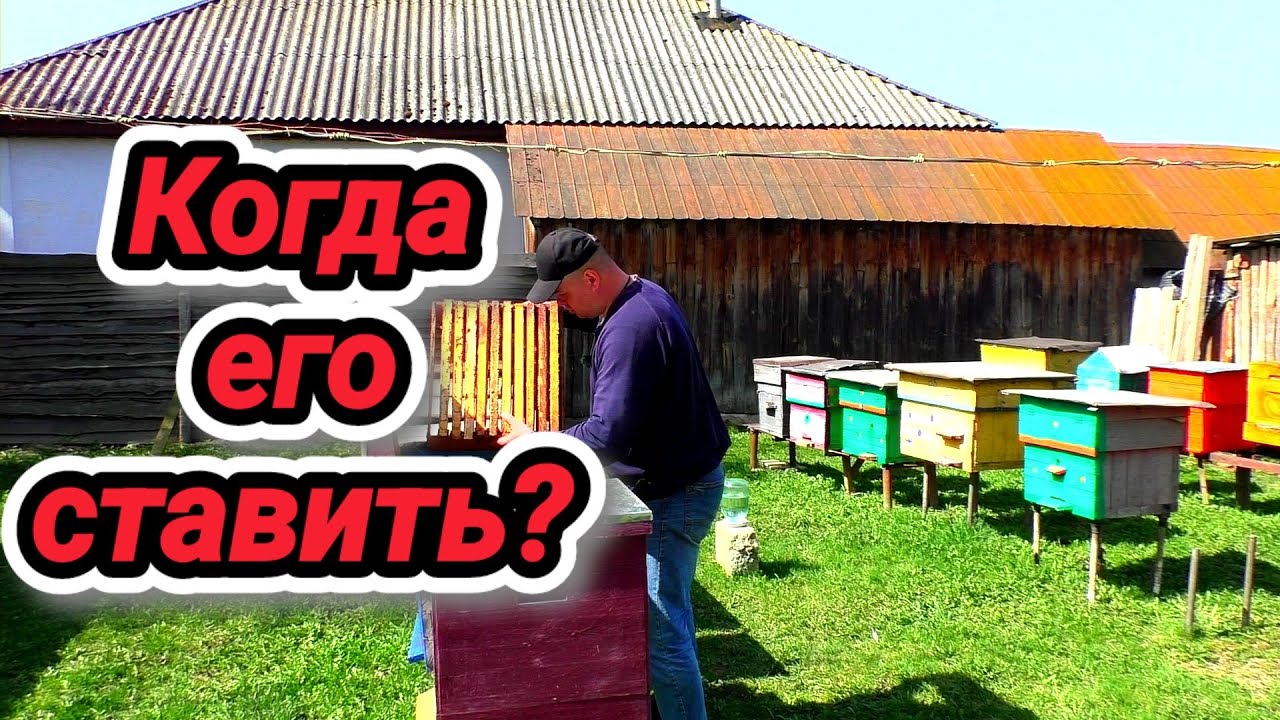 Когда ставить магазин? Нюансы при постановке магазина пчелиной семье. Пчеловодство легко и просто.