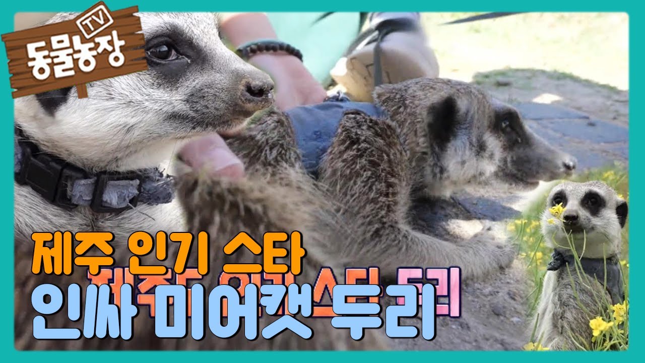 &lsquo;제주도 인기 스타&rsquo; 미어캣 두리의 인싸 라이프! I TV동물농장 (Animal Farm) | SBS Story