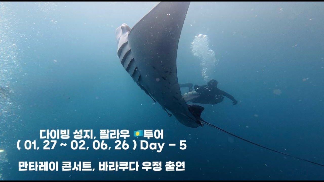 다이빙 성지, 팔라우 🇵🇼투어 ( 01, 27 ~ 02, 06, 26 ) Day - 5 만타레이 콘서트 - 바라쿠다 우정 출연