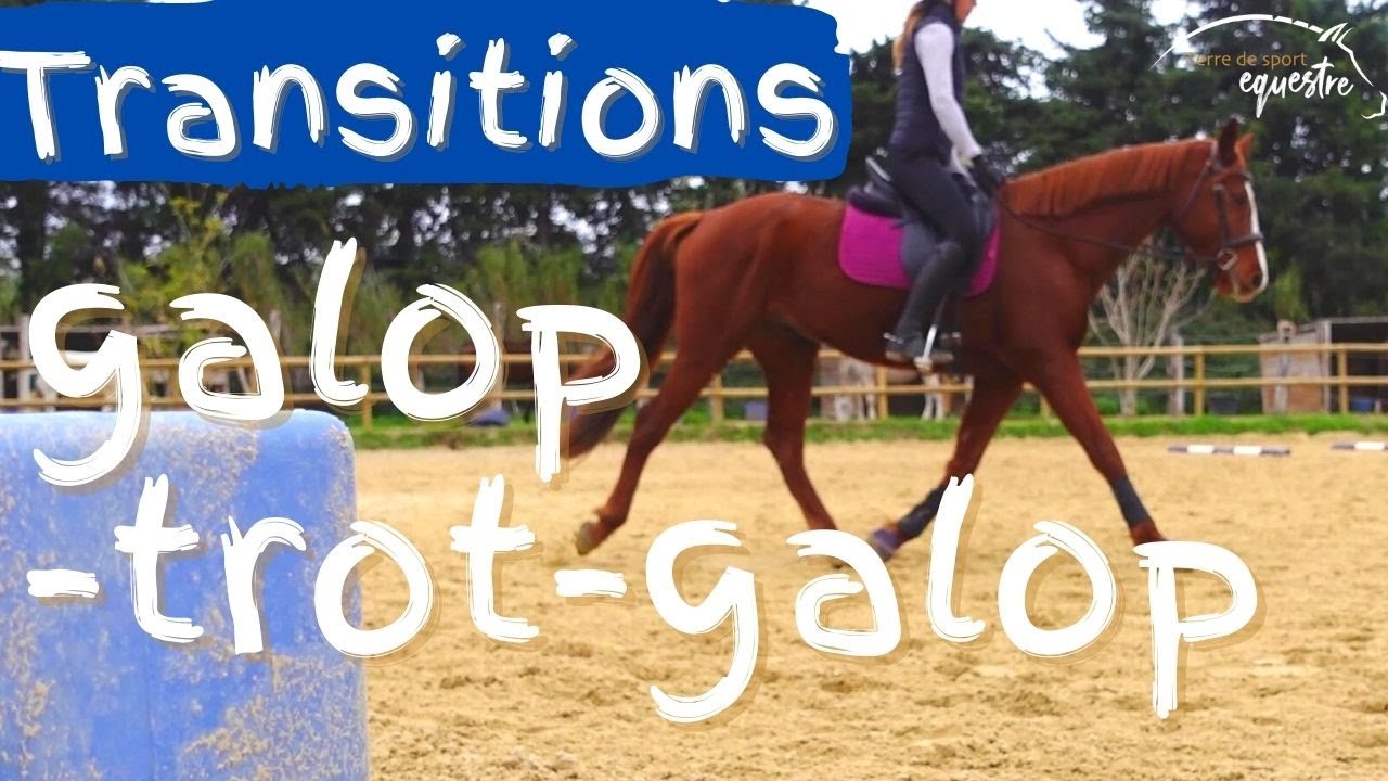 Les transitions galop trot galop